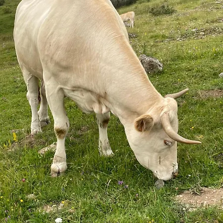 Entier Dans Le Domaine Skiable Pla D'adet Chalet Saint-Lary-Soulan