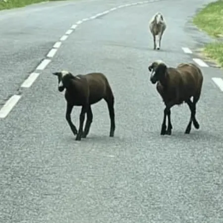 Entier Dans Le Domaine Skiable Pla D'adet *