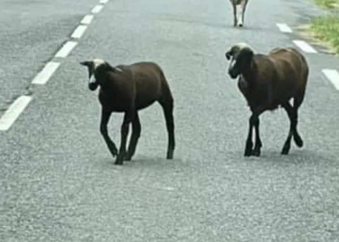 Entier Dans Le Domaine Skiable Pla D'adet *