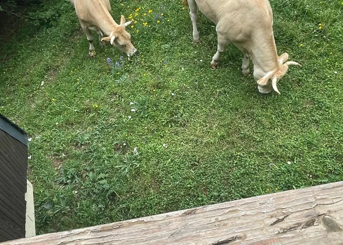 Entier Dans Le Domaine Skiable Pla D'adet Chalet Saint-Lary-Soulan