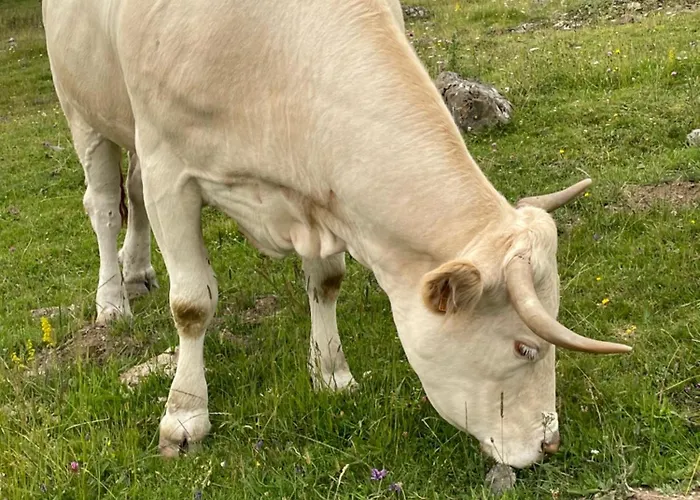 Entier Dans Le Domaine Skiable Pla D'adet Chalet Saint-Lary-Soulan